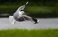 Fiskemåke - Common gull (Larus canus) ad.